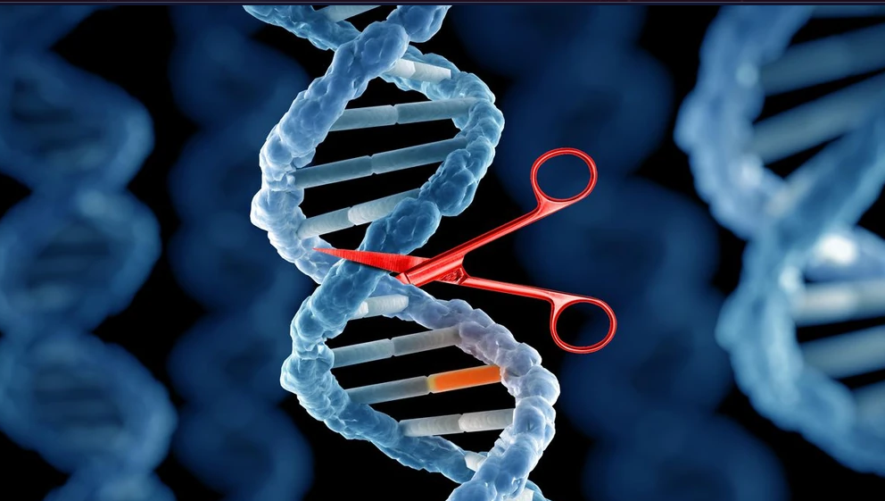 Kredittering: Fandom https://kardashev.fandom.com/wiki/CRISPR_gene_editing?file=CRISPR_gene_editing.jpg