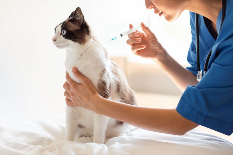 Foto: https://wellnessanimalhospital.com/protecting-your-pet-at-every-age-the-complete-vaccination-guide/ Lisens: https://creativecommons.org/licenses/by-nc/4.0/