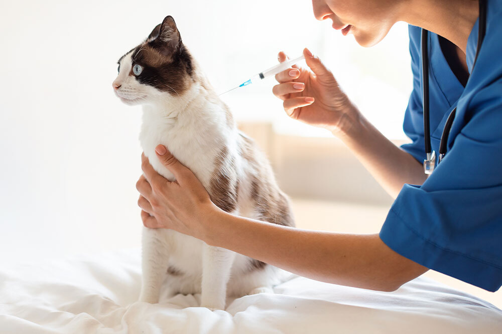 Foto: https://wellnessanimalhospital.com/protecting-your-pet-at-every-age-the-complete-vaccination-guide/ Lisens: https://creativecommons.org/licenses/by-nc/4.0/